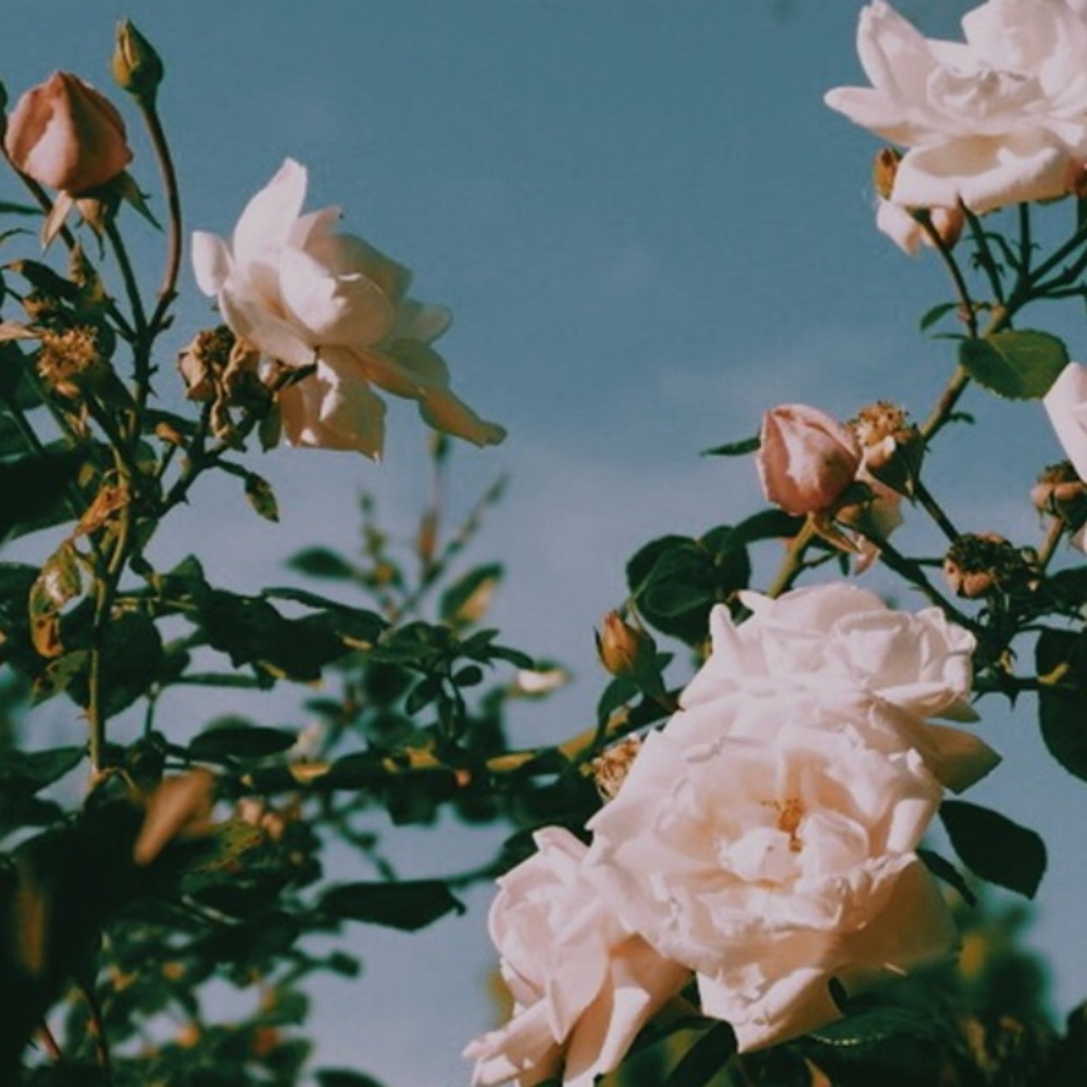 Meet your Posher, Sydney